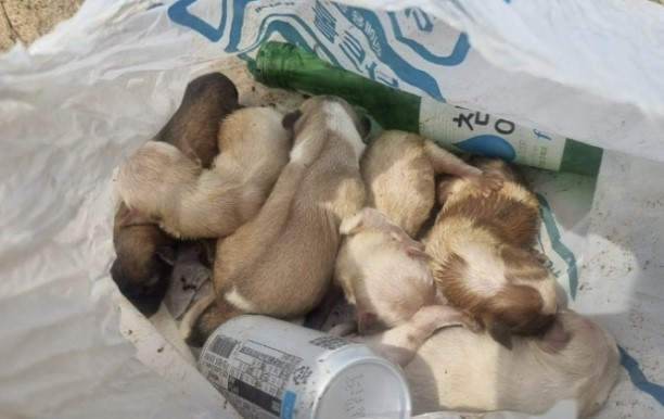 충남 태안의 한 바닷가에서 강아지 6마리가 쓰레기봉투에 버려진 채 발견됐다. 이중 네 마리가 폐질환으로 숨을 거뒀다. 사진 제공=태안동물보호협회
