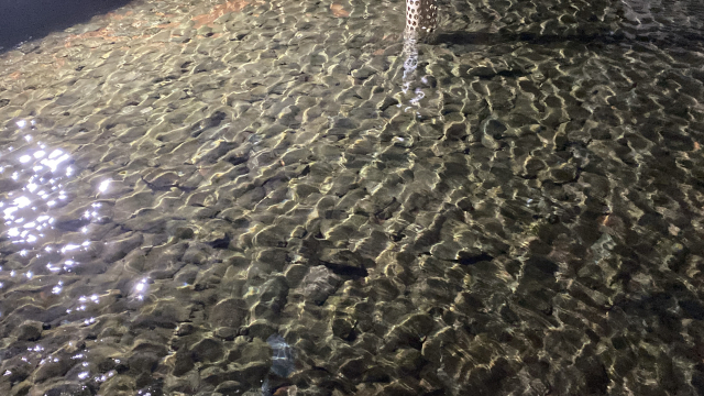 제주 서귀포시 성산읍의 '행복한광어' 양식장 바닥에 마리당 1.5kg짜리 광어가 켜켜이 누워있다. 김남명 기자