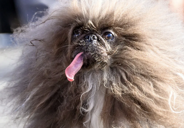 21일(현지시간) 미국 캘리포니아주 페탈루마에서 열린 ‘세계에서 가장 못생긴 개’ 선발대회에 참가한 페키니즈 ‘와일드 생’. AFP 연합뉴스