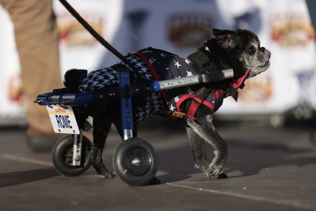 21일(현지시간) 미국 캘리포니아주 페탈루마에서 열린 ‘세계에서 가장 못생긴 개’ 선발대회에 참가한 열네 살 퍼그 ‘롬’. AFP 연합뉴스