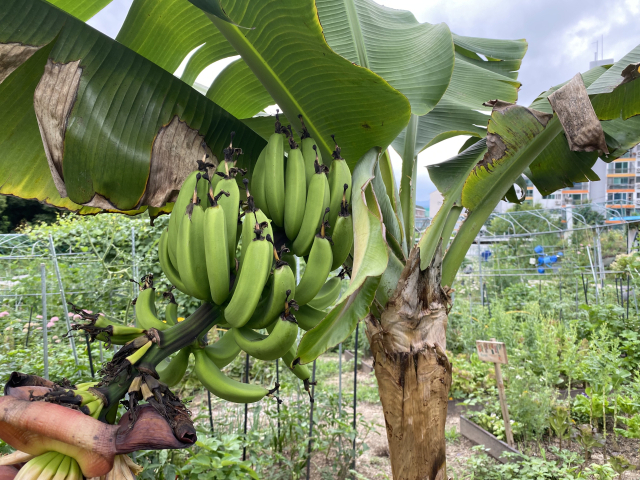 이달 3일 서울 노원구 천수주말농장 바나나 나무에 바나나가 달려 있다. 사진=이승령 기자