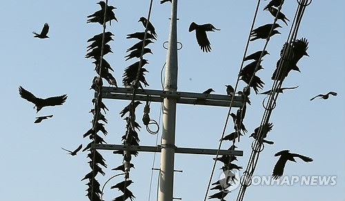 전깃줄에 앉은 까마귀떼. 연합뉴스
