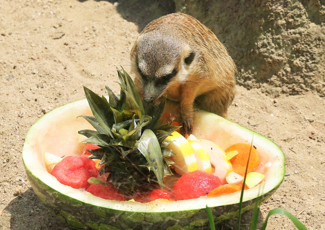 폭염이 이어지고 있는 1일 경기도 과천시 서울대공원 동물원에서 미어캣이 사육사들이 준비한 특식을 먹고 있다. 연합뉴스