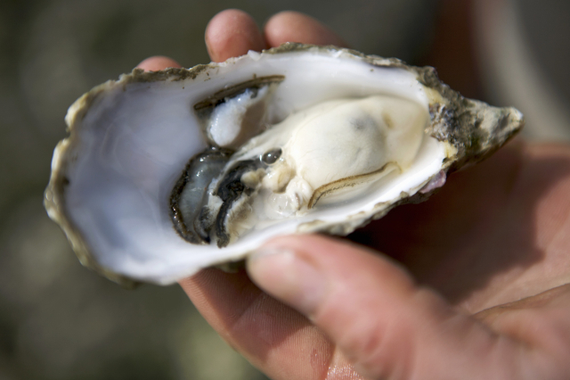 클립아트코리아