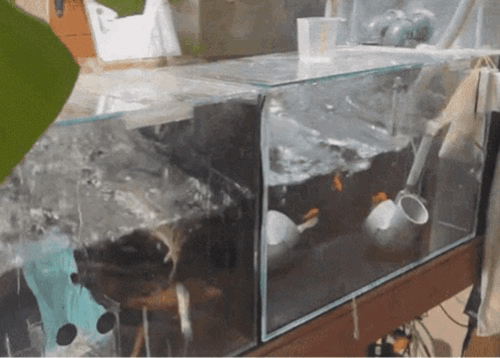 8일 일본서 규모 7.5의 지진이 발생하자 현지의 한 가정집 어항 물이 흔들리고 있다.SNS 갈무리