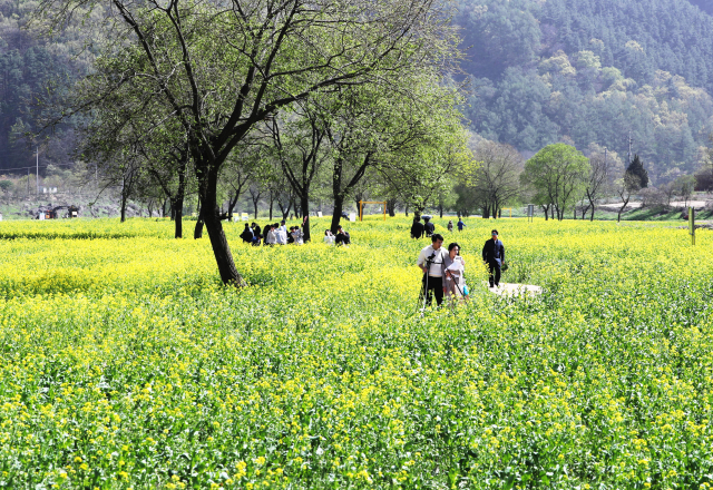 충북 옥천군 친수공원 유채꽃 단지를 찾은 도민들.사진 제공=충북도의회