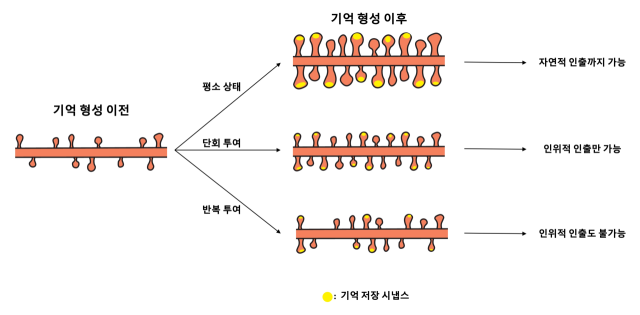 연구 내용 모식도.사진 제공=KAIST