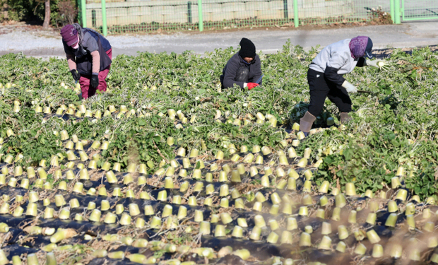 강원 강릉시 경포동 들녘에서 농민과 외국인 노동자들이 막바지 무 수확을 하느라 바쁜 모습이다. 연합뉴스