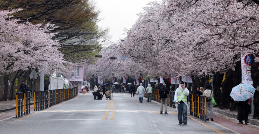 봄비가 내리는 6일 서울 영등포구 윤중로에서 열린 여의도 벚꽃축제를 찾은 시민과 외국인 관광객들이 벚꽃길을 걷고 있다.뉴스1