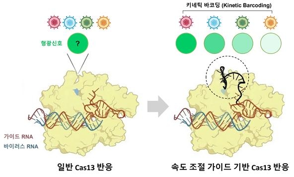 크리스퍼 Cas13 효소의 반응 속도를 이용한 키네틱 바코딩 개념도. 오른쪽 점선 영역은 반응 속도 조절을 위해 변형된 가이드 RNA 영역을 나타낸다.이미지=KAIST제공