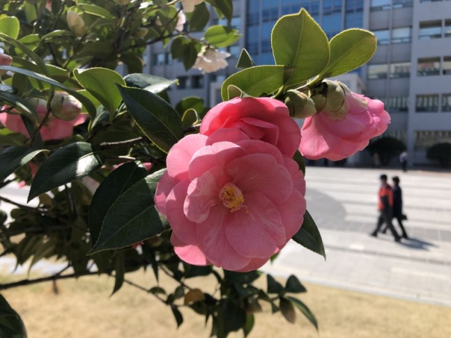 「蔚山椿」と呼ばれてきた日本の「五色八重山春」蔚山市役所広場花壇。写真=チェ・スサン記者