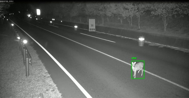 The system for preventing and monitoring animal road accidents detects gazelles appearing on the road. Provided by POSCO DX