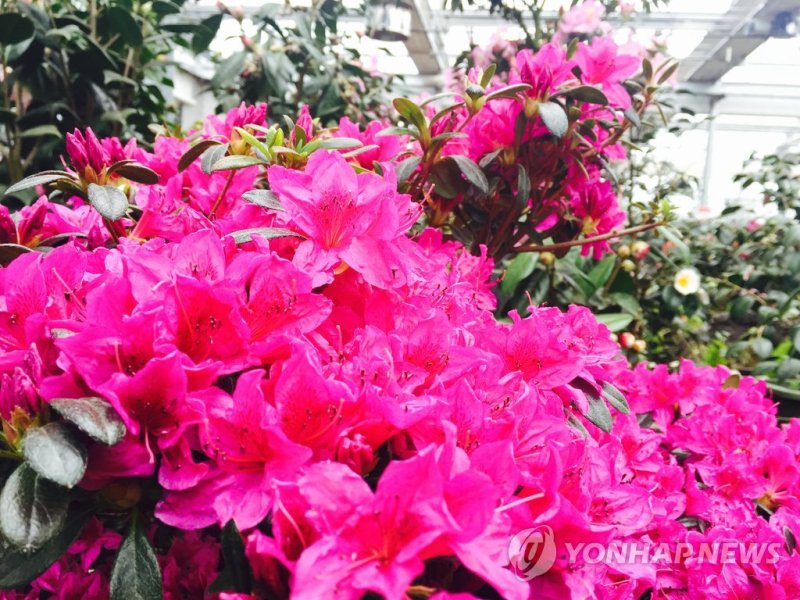 영산홍./사진=연합뉴스