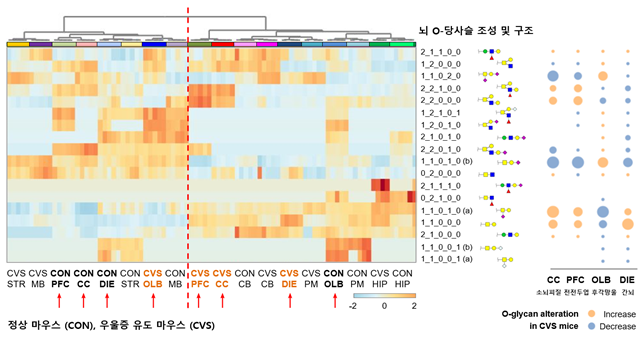 정상과 스트레스 마우스의 뇌 당쇄화 변화. IBS 제공