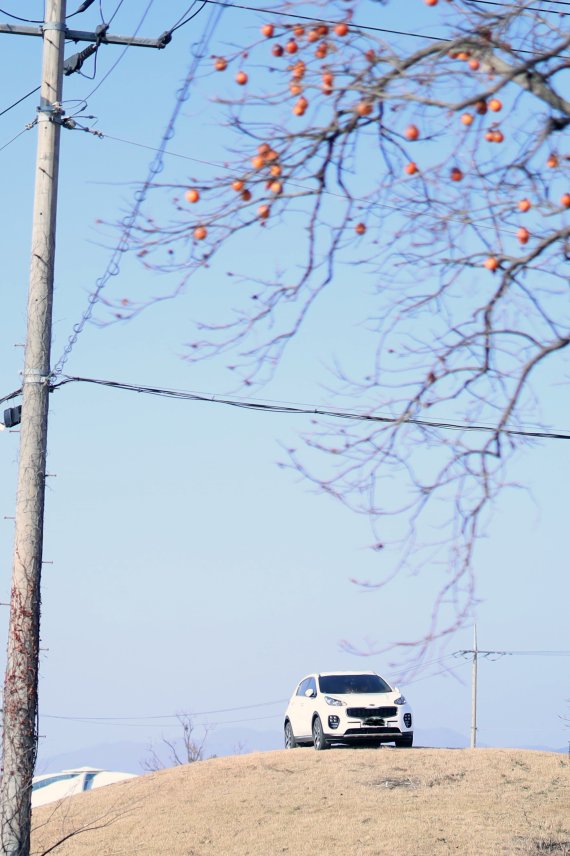 지난해 11월 15일 신라고분 위에 SUV차량을 몰고 올라갔던 A씨(26)가 기소유예 처분을 받았다. 사진은 당시 A씨가 고분위에 차를 주차해 놓은 모습.(보배드림 갈무리)2021.6.2 /© 뉴스1 /사진