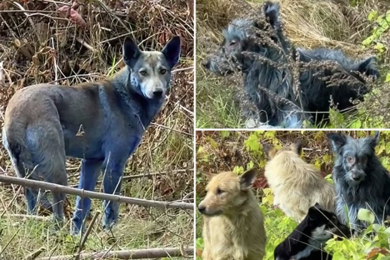 체르노빌 원전 인근에서 털이 파란색으로 변한 개들이 발견됐다. /사진=뉴욕포스트 캡처, 뉴시스