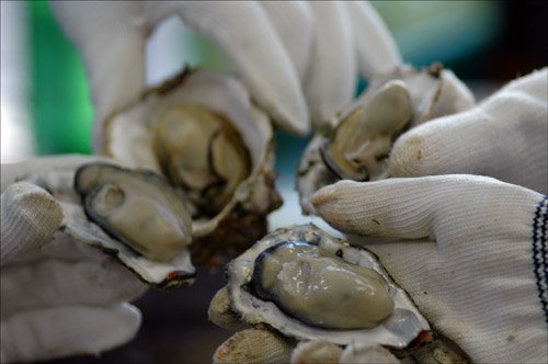 [통영=뉴시스]최운용 기자 = 2012년 10월5일 경남 통영시 용남면 한 굴까기 공장에서 작업자들이 생굴을 보여주고 있다.사진은 본 기사와 직접적 관련 없음./사진=뉴시스