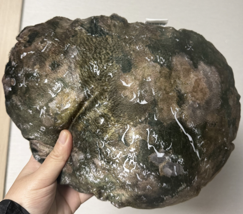 고향사랑기부제로 전북 완도군에 기부한 뒤 답례품으로 받은 전복 쿠션이 온라인에서 화제다./사진=온라인 커뮤니티 캡처