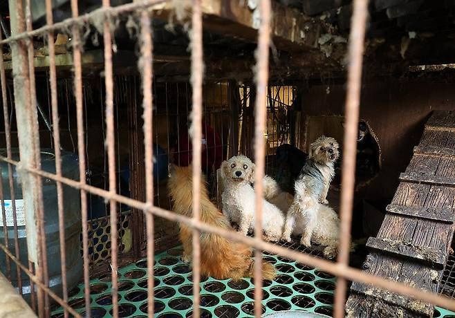 2024년 10월 17일 부산 강서구 대저동 불법 강아지 번식장에 강아지가 배설물 가득한 철창에 갇혀있는 모습[연합뉴스 자료사진]