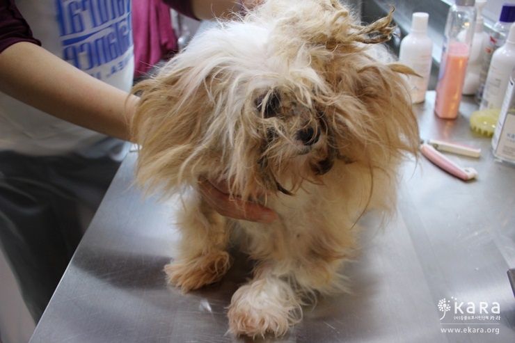 출산이 불가능하단 이유로 번식장 구석에 방치되어 있다 구조된 강아지.사진=카라 제공