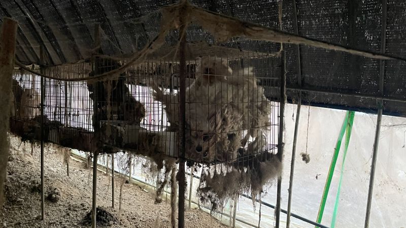 일명 '뜬장'에 갇힌 강아지들.평생 새끼를 낳다 폐기 처분이 되는 경우가 많다.사진=동물자유연대