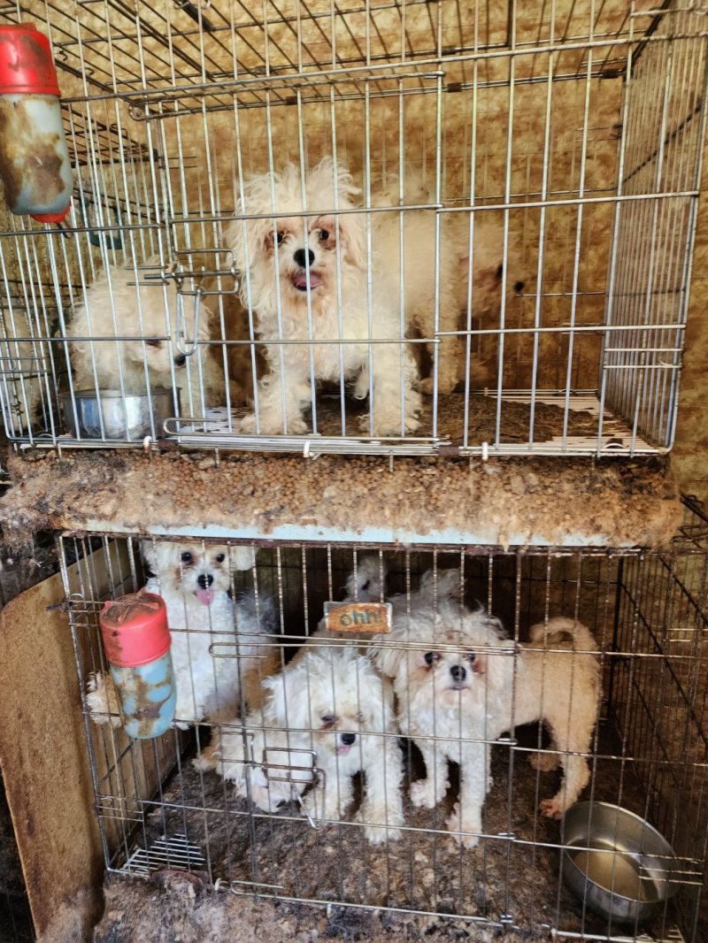 2023년 5월 전북 진안군 등에 따르면 동물생산업 허가없이 개 번식장을 운영한 A씨(36)가 합동 단속에 적발됐다./뉴스1