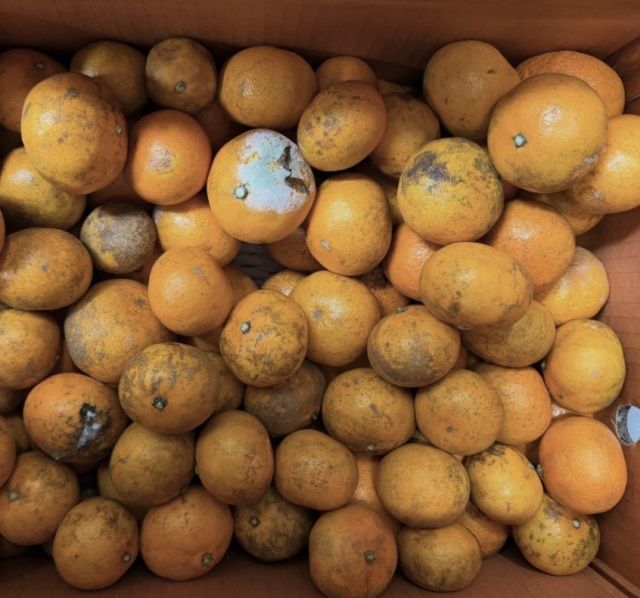 한 인플루언서가 판매한 10kg 3만원대 파치귤.출처=온라인 커뮤니티