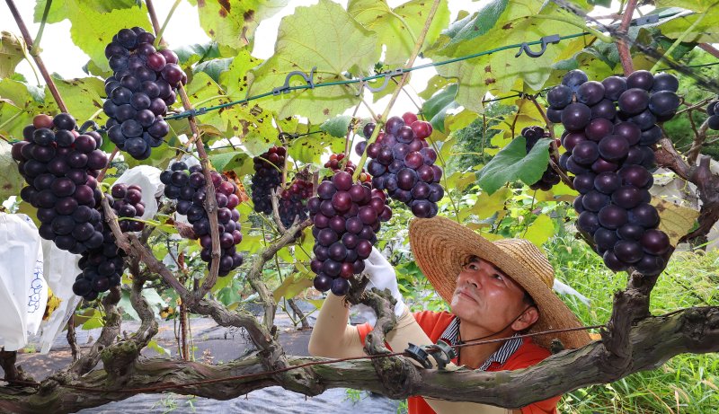 지난 8월 인천 남동구 한 포도 농장에서 농민이 포도를 살펴보고 있다.연합뉴스