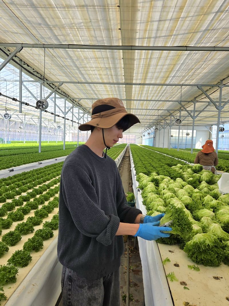 지난달 5일 전북 진안군 샐러디팜에서 박경호 기자가 농산물을 수확하고 있다. 사진=박경호 기자