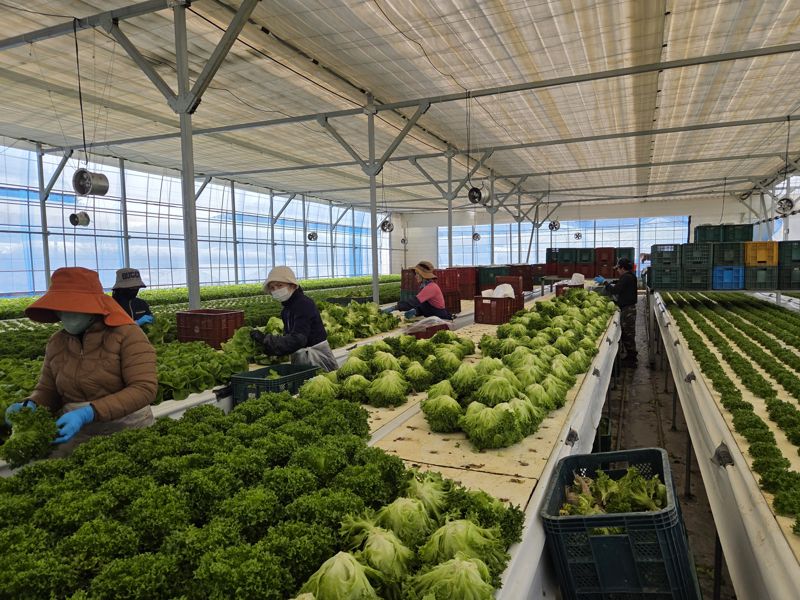 샐러디 스마트팜에서 외국인 노동자들이 농사를 짓고 있다. 사진=박경호 기자
