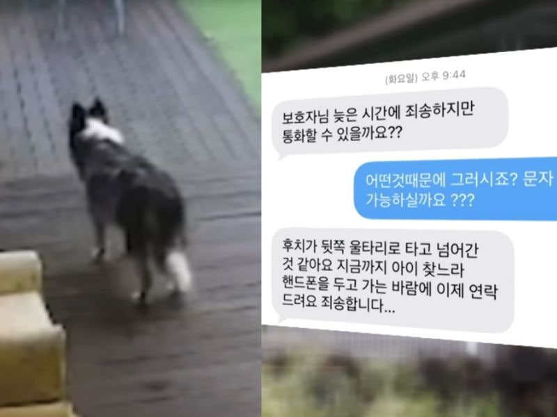 "담장 넘어가 실종"…<b>애견호텔</b>서 죽은 반려견, 업주는 CCTV까지 지웠다