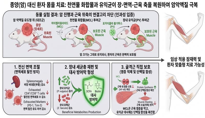 <b>암</b> 환자 합병증 '<b>암 악액질</b>', 장내 미생물로 <b>치료</b>한다