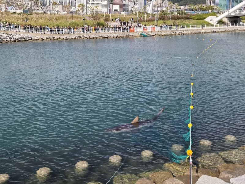 '부캉이'를 보려는 시민들로 붐빈 3일 오전 부산 북항친수공원./사진=뉴스1
