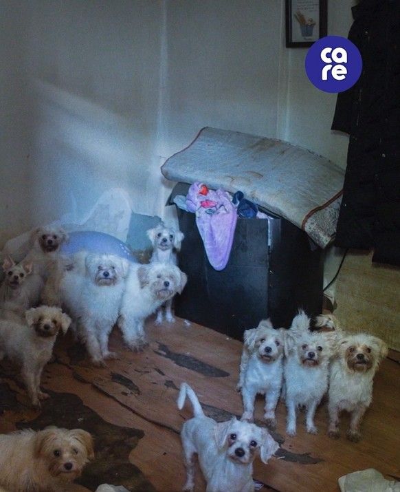 현장 사진./사진=동물권 단체 케어