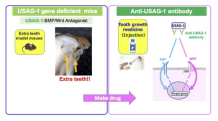 치아 성장을 막는 단백질 'USAG-1'에 대한 설명과 신약의 작용 원리. /사진='토레젬 바이오파마' 홈페이지 캡처