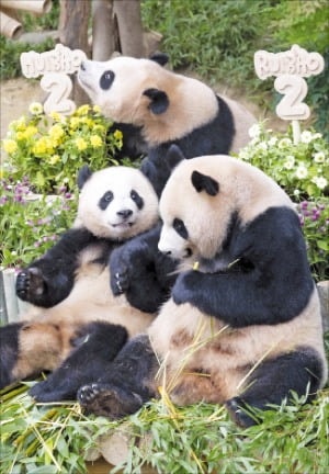 두 돌 맞은 에버랜드 쌍둥이 판다