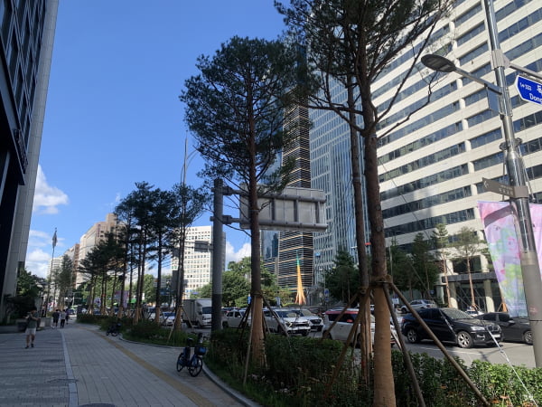 마포대로와 삼개로 일대에 심은 토종 수목 소나무가 건강하게 생육 중인 마포대로 소나무 모습. 사진=마포구 제공