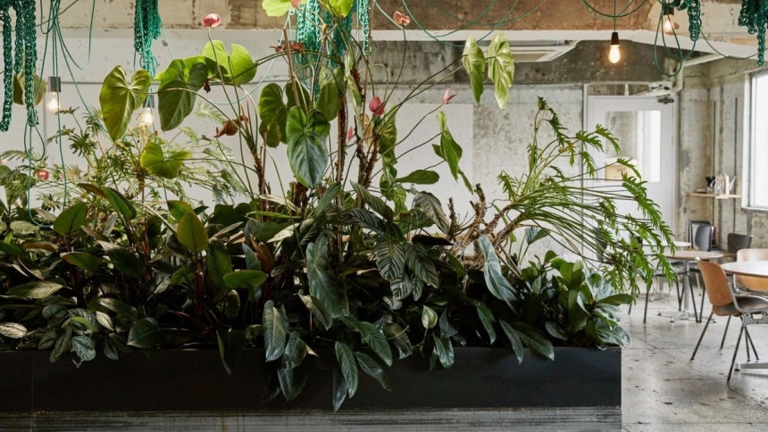 사진=앤트러사이트