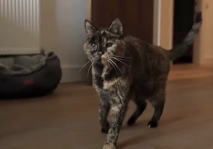 현존하는 최고령 고양이 '플로시'./출처=기네스 세계기록 홈페이지