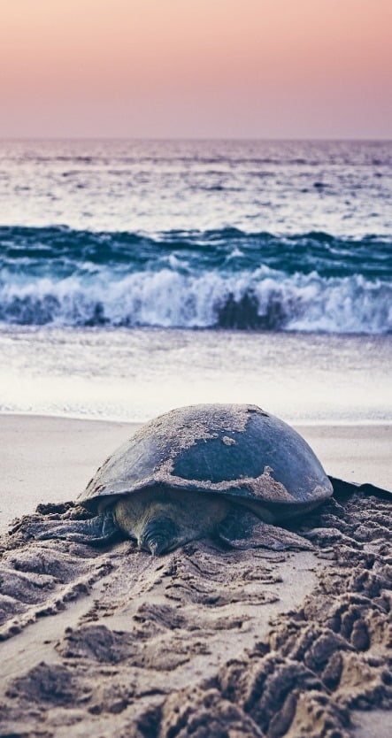 파도치는 거북이의 모성…오직 1%, 이 바다로 돌아온다