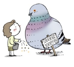 비둘기 먹이 주면 '과태료 100만원' 아세요?