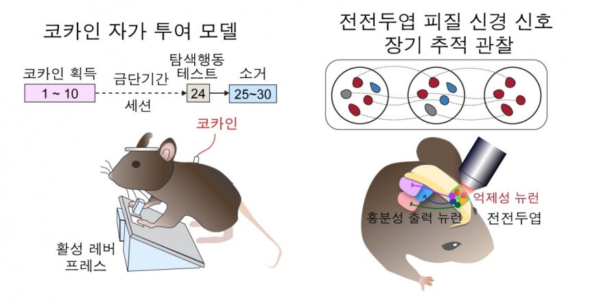 실험용 쥐의 전전두엽 피질 신경 신호를 파악하기 위한 실험 과정의 모식도.좌측 사진 내 숫자는 시간을 의미한다./KAIST