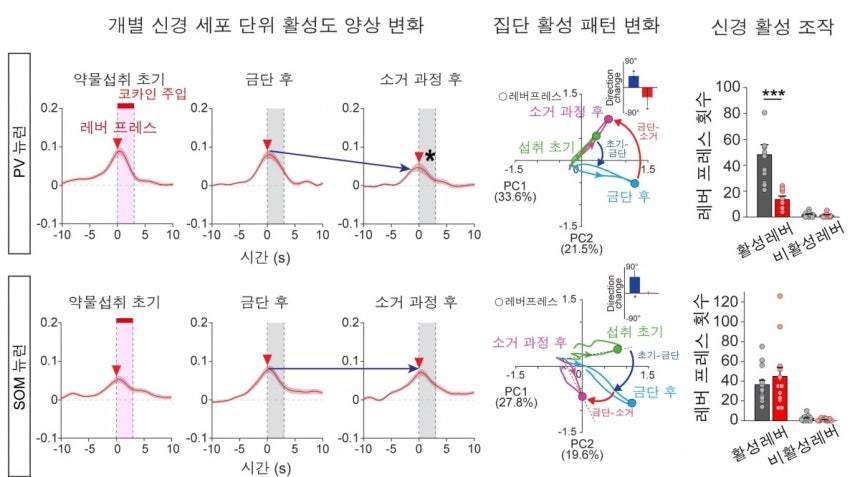 실험용 쥐가 더 이상 코카인을 찾지 않도록 하는 '소거훈련'을 진행하자 PV 뉴런 활성도가 낮아졌다./KAIST