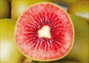 골드 키위보다 달콤한 루비레드 키위 온다