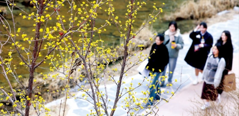 [포토] 청계천에도 봄이 오나 봄