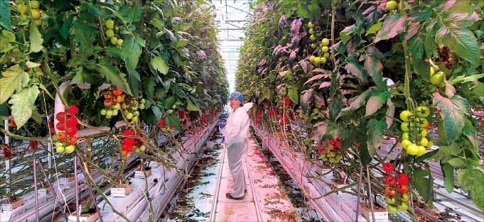 AI가 24시간 온도 조절…'농식품 수출 강국' 네덜란드