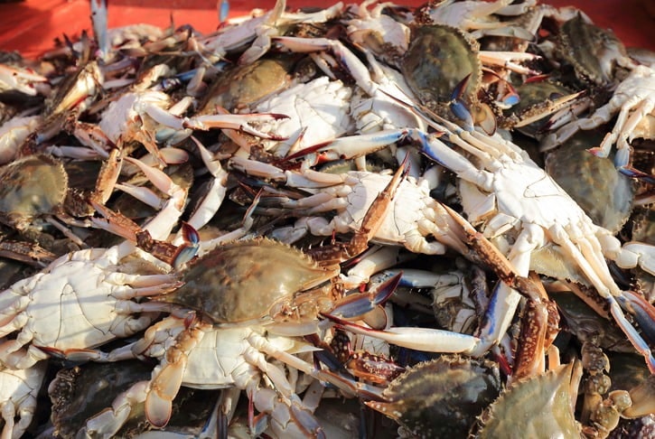 "꽃게를 잡으면 뭐 합니까" 한숨…제철 앞두고 무슨 일이