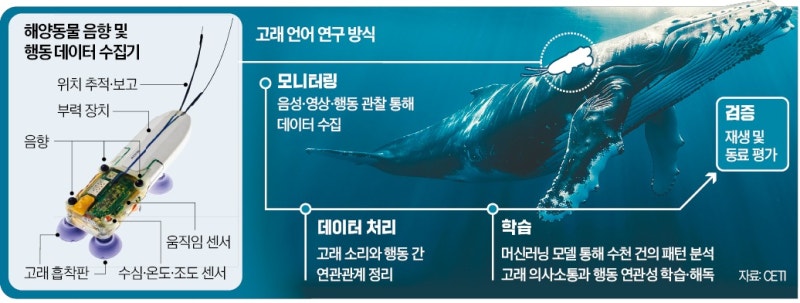 AI로 동물 소리 통역…고래와 대화하는 시대 올까