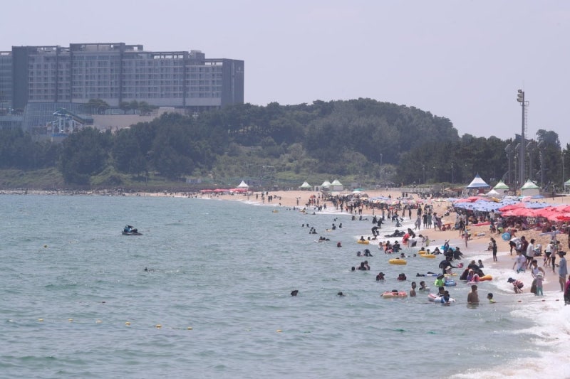 피서객 어쩌나…<b>강릉 앞바다</b> '<b>상어</b>' <b>출몰</b> 재난 문자에 '발칵'