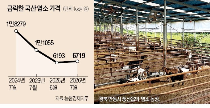 흑염소값 3분의1 토막…사육 늘린 농가 '한숨'